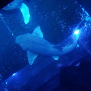 Meet your Posher, Dani